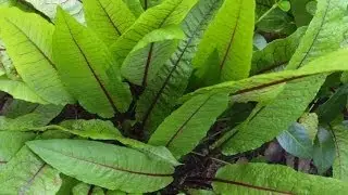 Growing More Perennial Vegetables and Herbs