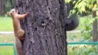 Белки вернулись в лагерь и резвятся как дети!!Russia, Siberia, Novosibirsk, region, squirrel, natur.
