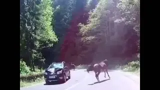 ДТП Лошадь vs Авто