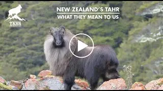 New Zealand's Tahr - What They Mean To Us