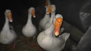 Гуси лебеди С Новым Годом 2019