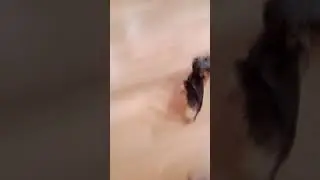 Догоню😂 Боня играет в догонялки я вода .