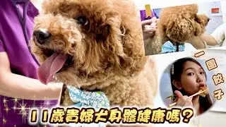 必看！揭露貴婦犬身體檢查6大重要指數📄香港最新寵物友善餐廳🐶一團餃子🥟與愛寵一起享受高品質的用餐體驗❣️- 三條毛 @DIDOW
