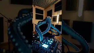 octopus playng synthesizer in studio 