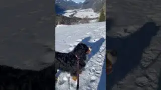 Świeży śnieg w Alpach - Austria styczeń 2024
