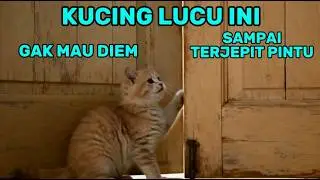 TUH KAN TERJEPIT PINTU !! KUCING LUCU GAK MAU DIEM