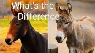 Which is the A..?Whats the difference? between a donkey and a mule nature secret