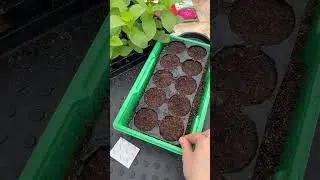 🌺 Приступаем к посеву цинний! 