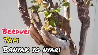 bahan taman yang paling banyak dicari saat ini