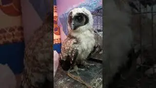 অনেক সুন্দর একটি পেঁচা 🦉