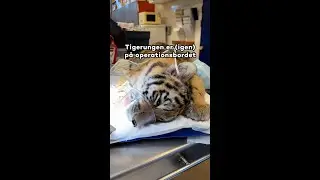 Hvordan ser såret på tigerungens skulder ud efter snart fire måneder? 🐯
