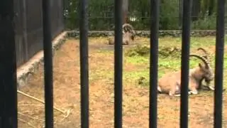 Бабулька ходит и бекает место барана