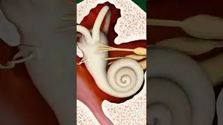 Working Of Human Ears (3D Animation) 
