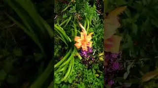 V 20170730 162645