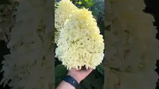 Гортензия метельчатая (Hydrangea paniculata `Skyfall`) `Skyfall`-Frenni/Скайфолл)