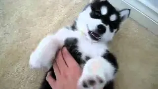 Щенок хаски