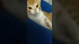 playing with sheru part 1
