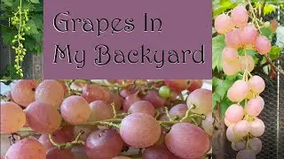 The Grapes in My Backyard #grapes #backyard grapes