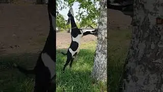 Коза Чара лакомится берёзой 