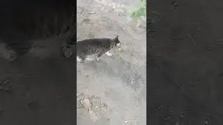 Утро #кота Моти 28#авуста