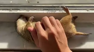 Vibin’ #animals #pet #cuteanimal #funny #petlover #animal #tiktokanimals #cute #fyp #foryou #foryoup