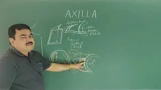 ANATOMY OF AXILLA BY DR A K SINGH