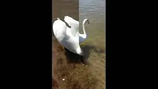 просто хорошее видео о природе! о весне!