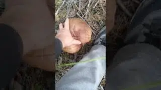 Грибы-переростки