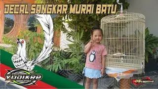 Proses Pemasangan Decal Stiker Sangkar Burung Murai Batu #dscreative