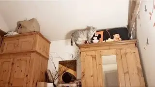 Bonik the cat fell from the closet at night
