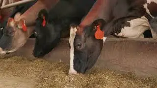 TAKING CARE OF COWS | at the dairy farm