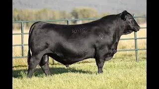 Lot 13 - Montana Landmark 3045