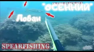 ОСЕННИЙ ЛОБАН  2020 Охота на рыб! spearfishing