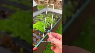 Грядка для зелени без сорняков