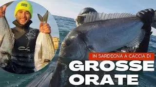 Pescasub: Un SOGNO Tra le GROSSE ORATE. 02/04/2023