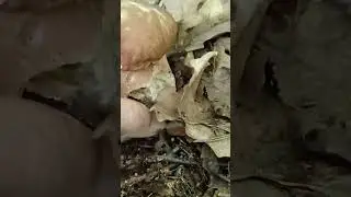 Где Два , там и Три 🍷🍷🍷