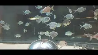 Aquatic Gallery - Science City - Ahmedabad
