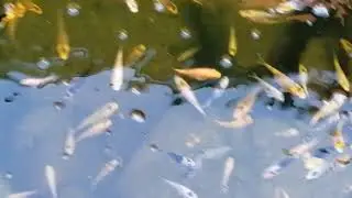 18 июля 2020 г.