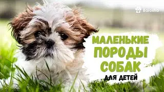 🌟 Маленькие породы собак для детей 🌟
