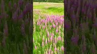 Иван-Чай, Blooming Sally (Willow-herb) #short #shorts
