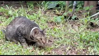Cats pounce when they have a good time