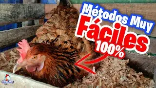Como ENCLUECAR una Gallina FACIL y RAPIDO