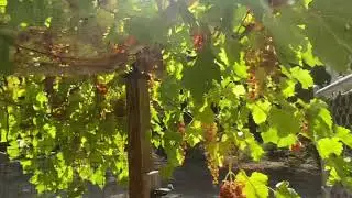 Growing grapes!