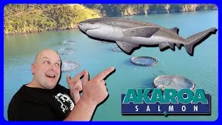 Do sevengill sharks LOVE or HATE Akaroa Salmon???