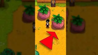 Growing Giant Melons
