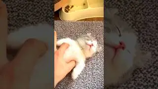 wow super cute kitten 💖😻🦋