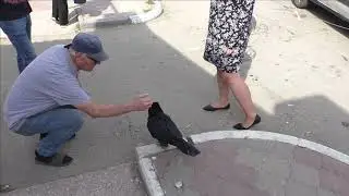 Керчь, ворон