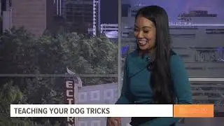 Interview with Dogs 'N Action