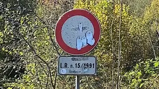 Cammino nel bel mezzo di una battuta di caccia 🐗🐗
