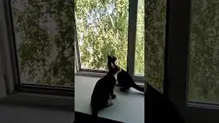 Котята ловят птицу
